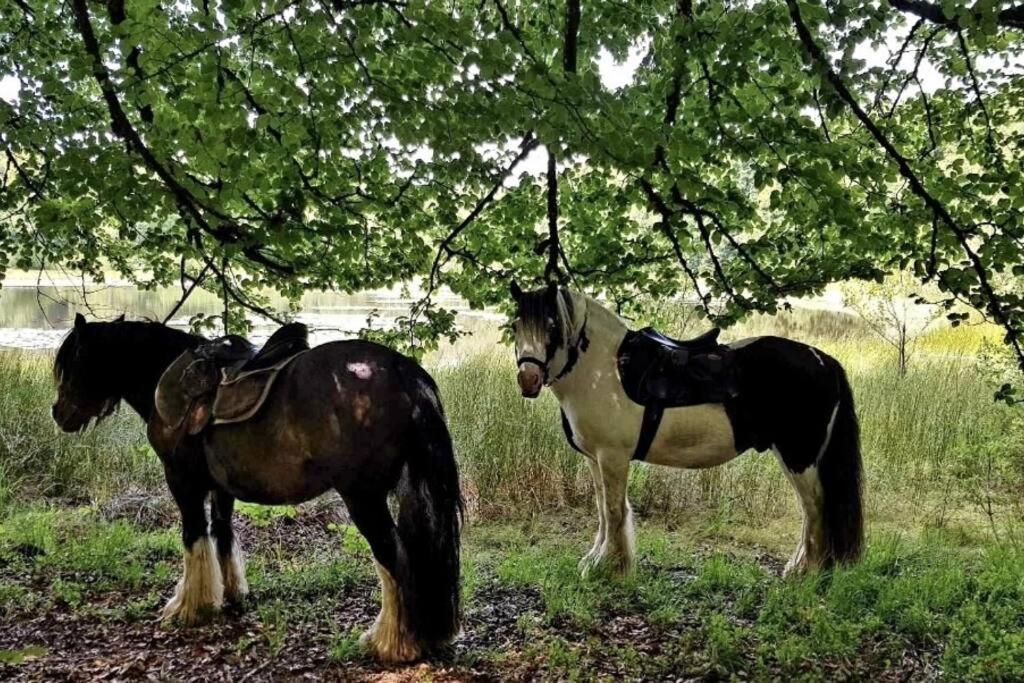 Les Vergers D'Epona "Fremifontaine Vosges" Екстериор снимка