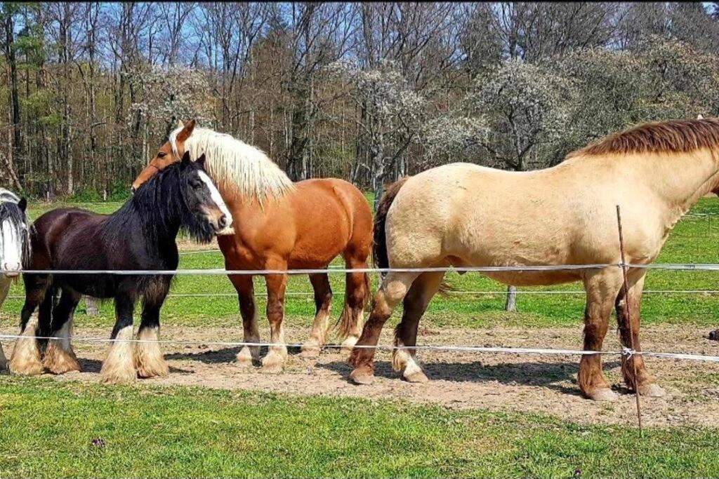 Les Vergers D'Epona "Fremifontaine Vosges" Екстериор снимка